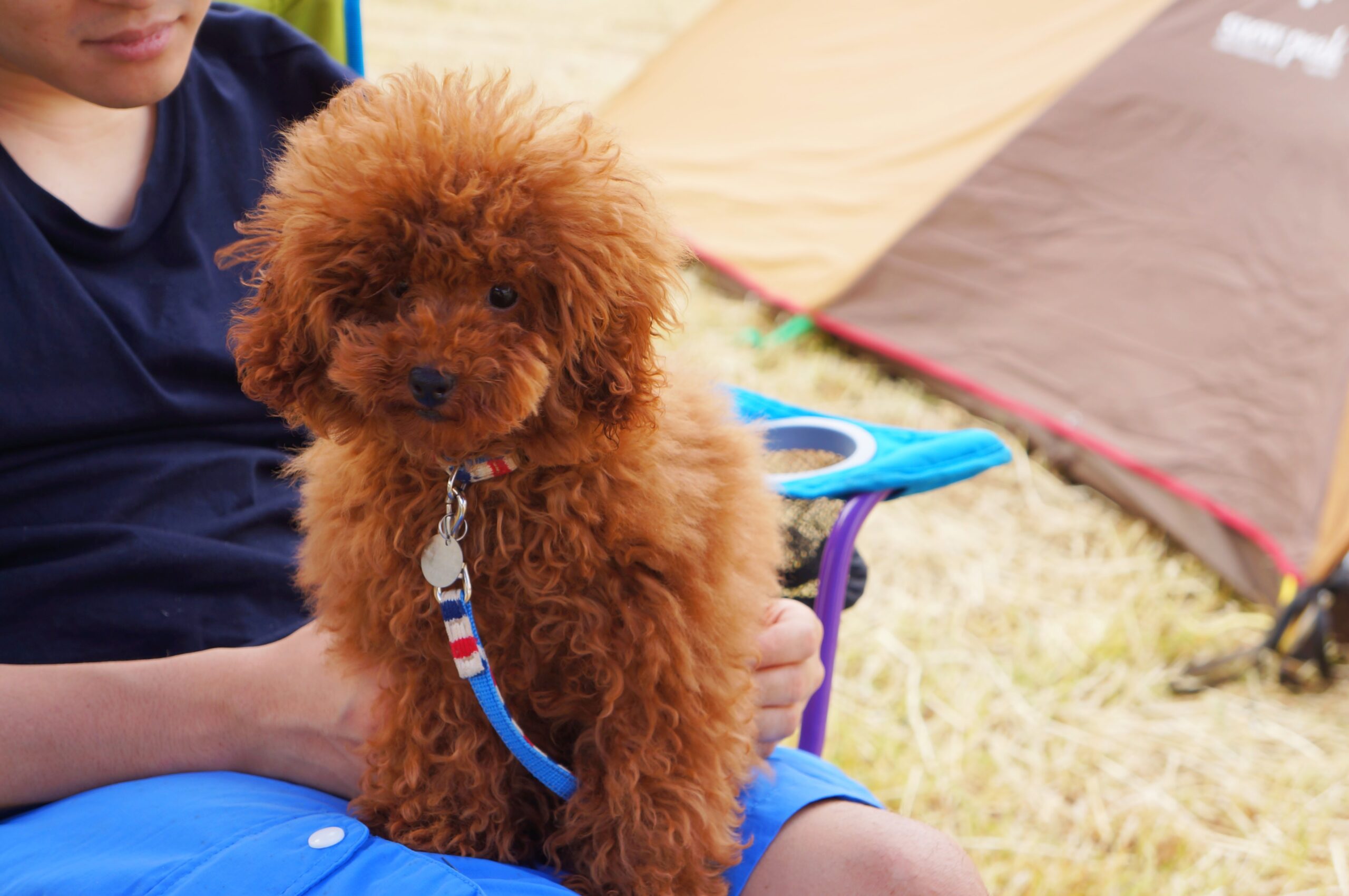 草を食べる子犬アポのキャンプデビュー！ 千葉のオアシス「一番星ヴィレッジ」へ